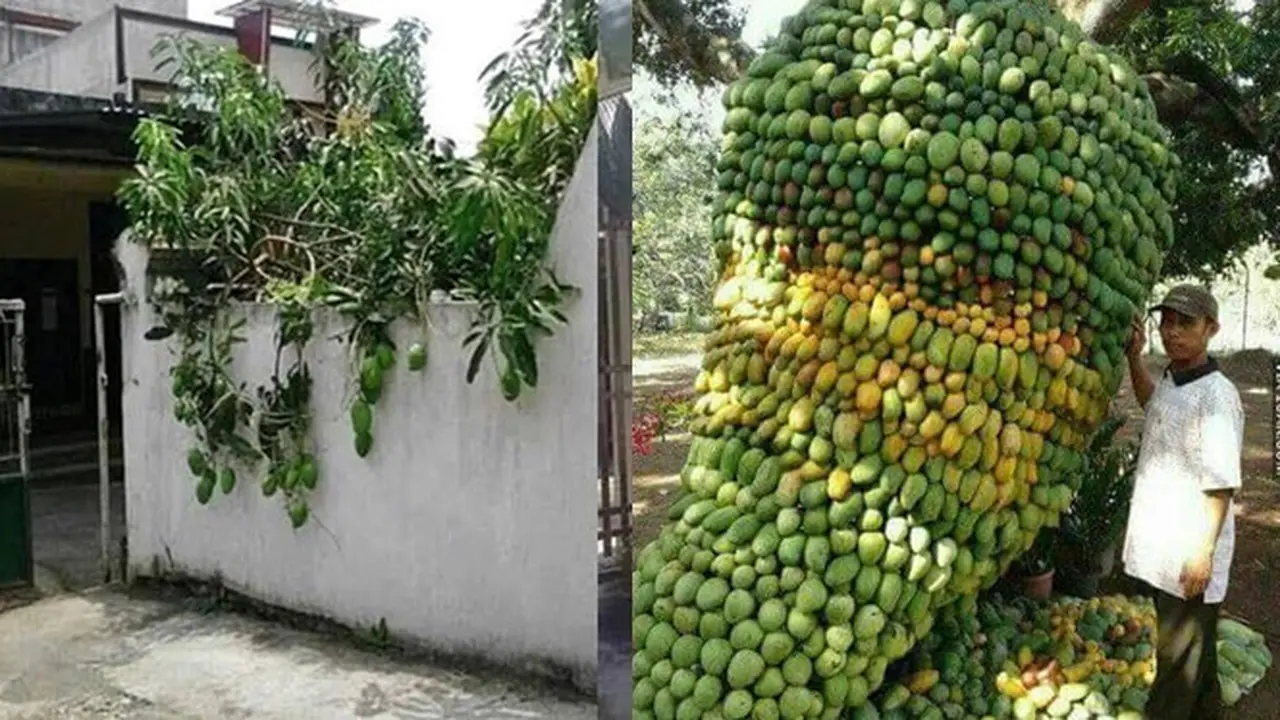 6 Momen Tak Terduga Dapat Mangga Ini Bikin Senyum Bahagia, Beruntung