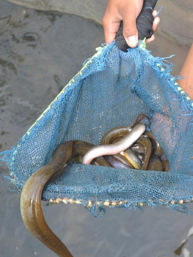 Budidaya Sidat. (Liputan6.com/Muhamad Ridlo)