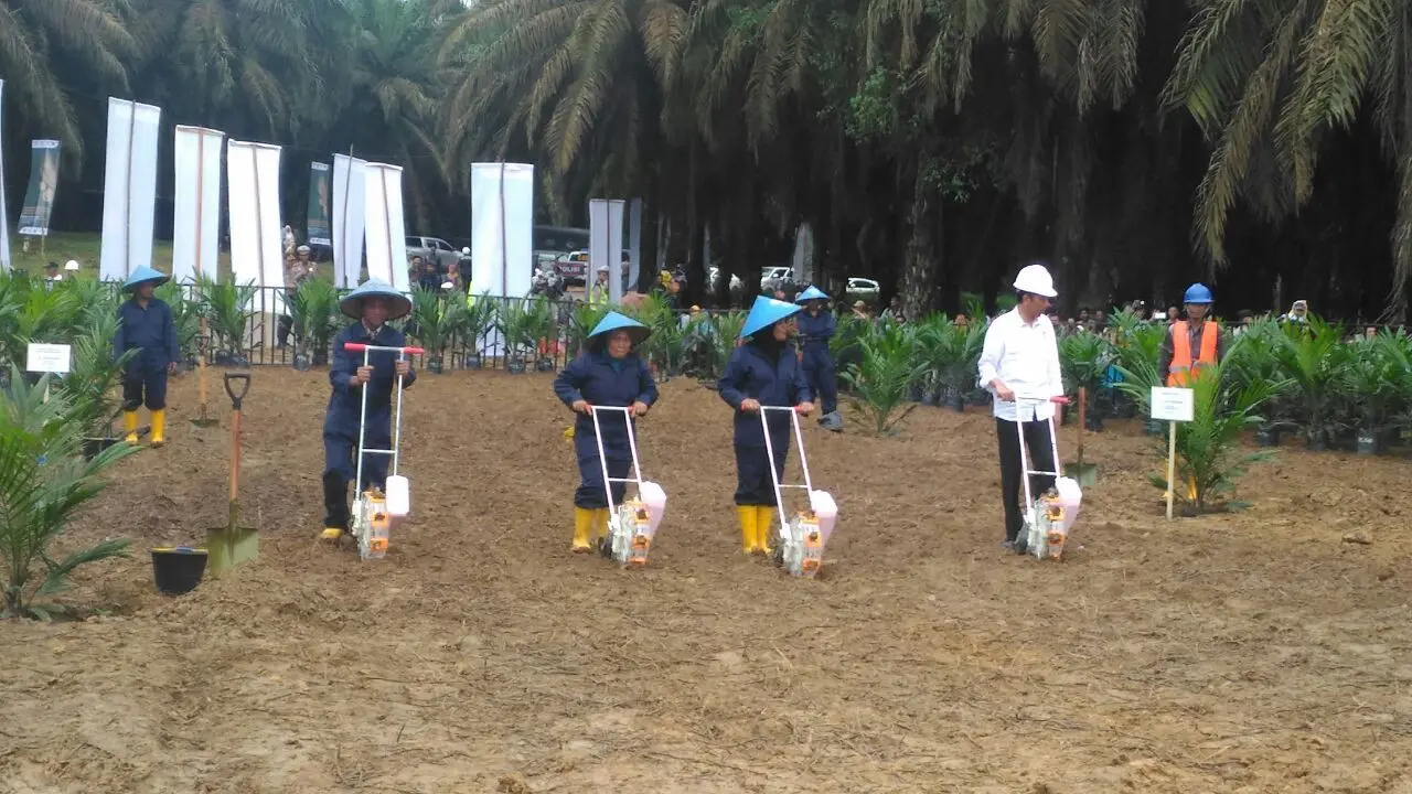 Presiden RI Joko Widodo saat meresmikan program peremajaan lahan kelapa sawit (Liputan6.com / ist - Nefri Inge)