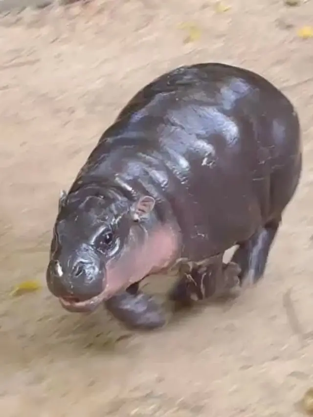 Kebun Binatang Khao Kheow Selidiki Drama Penyusup Larut Malam