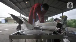 Tim Penabur dari BPPT memasukkan garam ke dalam konsol sebelum dibawa pesawat di Lanud Halim Perdanakusuma, Jakarta (9/1/2020). TNI dan BPPT melakukan operasi TMC dengan menaburkan garam di atas awan kumulonimbus melalui dua pesawat, yakni CN-295 dan Cassa 212-200. (merdeka.com/Iqbal S. Nugroho)