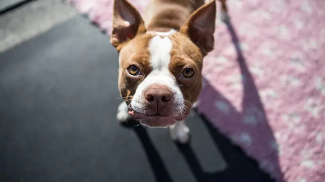 Boston Terrier