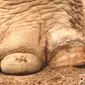 Ilustrasi kaki hewan gajah 