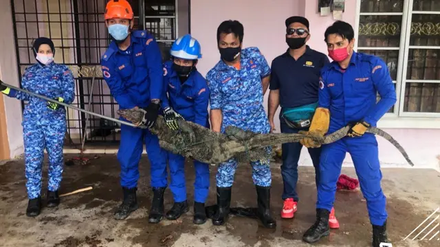 Bikin Kaget, Biawak Sebesar 60 Kg Tiba-tiba Muncul di Depan Pintu Rumah