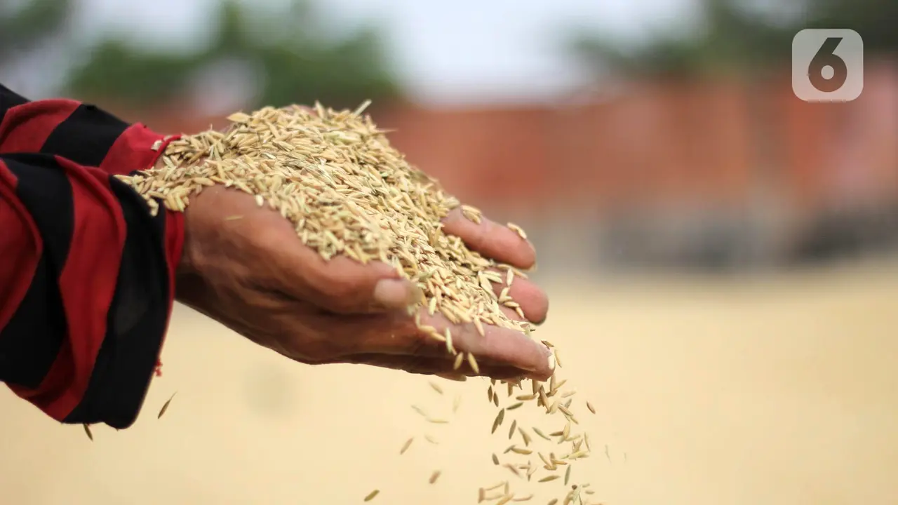 FOTO: Semester I 2020, Bulog Serap 700 Ribu Ton Gabah Petani