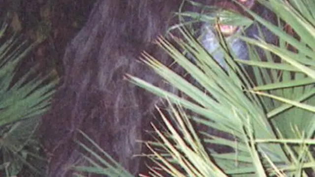 Skunk Ape