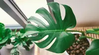 Penempatan Monstera Menurut Feng Shui untuk Keberuntungan dan Kesehatan
