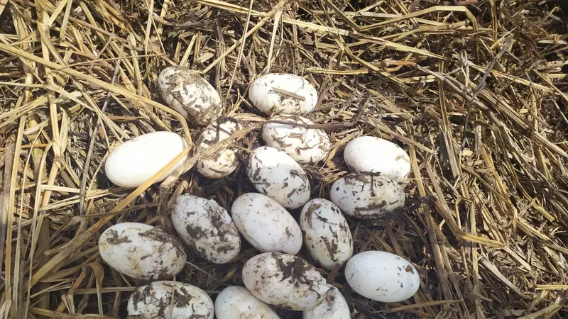 Buaya muara bertelur di kebun kelapa sawit milik warga di Kabupaten Agam pada 25 Januari 2021. (Liputan6.com/ Dok BKSDA Agam)