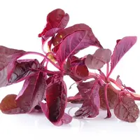 Bayam Merah (Sumber: istock)