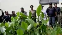 Daun katinon merupakan jenis narkoba herbal yang memberikan efek halusinasi tingkat tinggi. (Liputan 6 SCTV)