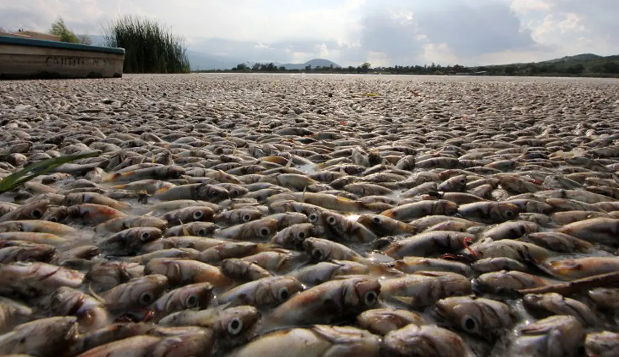 Puluhan ribu ikan air tawar "popocha" mati terdampar di laguna Cajititlan, negara bagian Jalisco, Meksiko, 17 Agustus 2015. Diduga sekitar 25 ton ikan mati karena tercemar limbah pabrik. (AFP PHOTO/HECTOR GUERRERO)