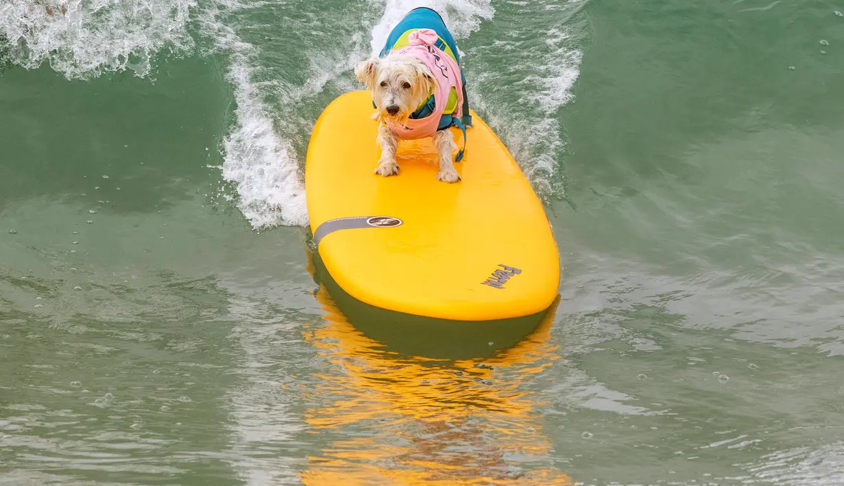 Ziggy Patrick bersaing dalam kompetisi Surf City Surf Dog di Huntington Beach, California pada 28 September 2019. Para anjing menunjukkan keahlian mereka dengan menaklukkan ombak setinggi satu sampai tiga kaki. (Kyle Grillot / AFP)