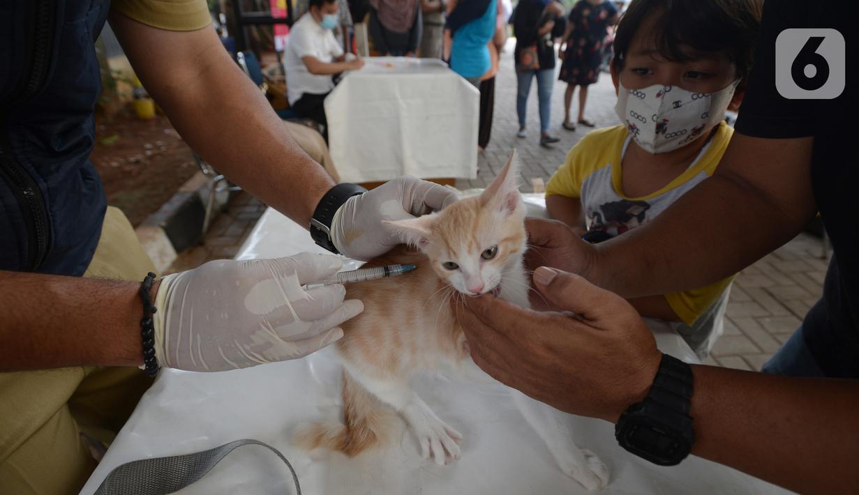 Petugas menyuntikkan vaksin rabies pada seekor kucing peliharaan warga di kelurahan Bukit Duri, Jakarta, Selasa (24/8/2021). Dinas Ketahanan Pangan, Kelautan, dan Pertanian (KPKP) memberikan vaksinasi rabies bagi hewan peliharaan warga untuk mengantisipasi penyakit rabies. (merdeka.com/Imam Buhori)