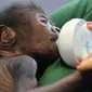 Bayi gorila ini selamat usai dilahirkan lewat operasi caesar. (Foto: Live Science)