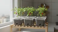 3 Ide Kreatif Kebun Cabai Pakai Thinwall Bekas: Solusi Urban Farming Hemat Lahan