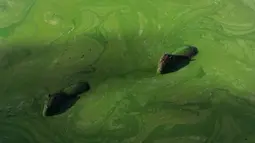 Kapibara (Hydrochoerus hydrochaeris) yang diselimuti lendir hijau terang akibat sianobakteri melintas di perairan danau Salto Grande, di Sungai Uruguay, dekat Concordia, Entre Rios, Argentina, 13 Februari 2025. (JUAN MABROMATA/AFP)