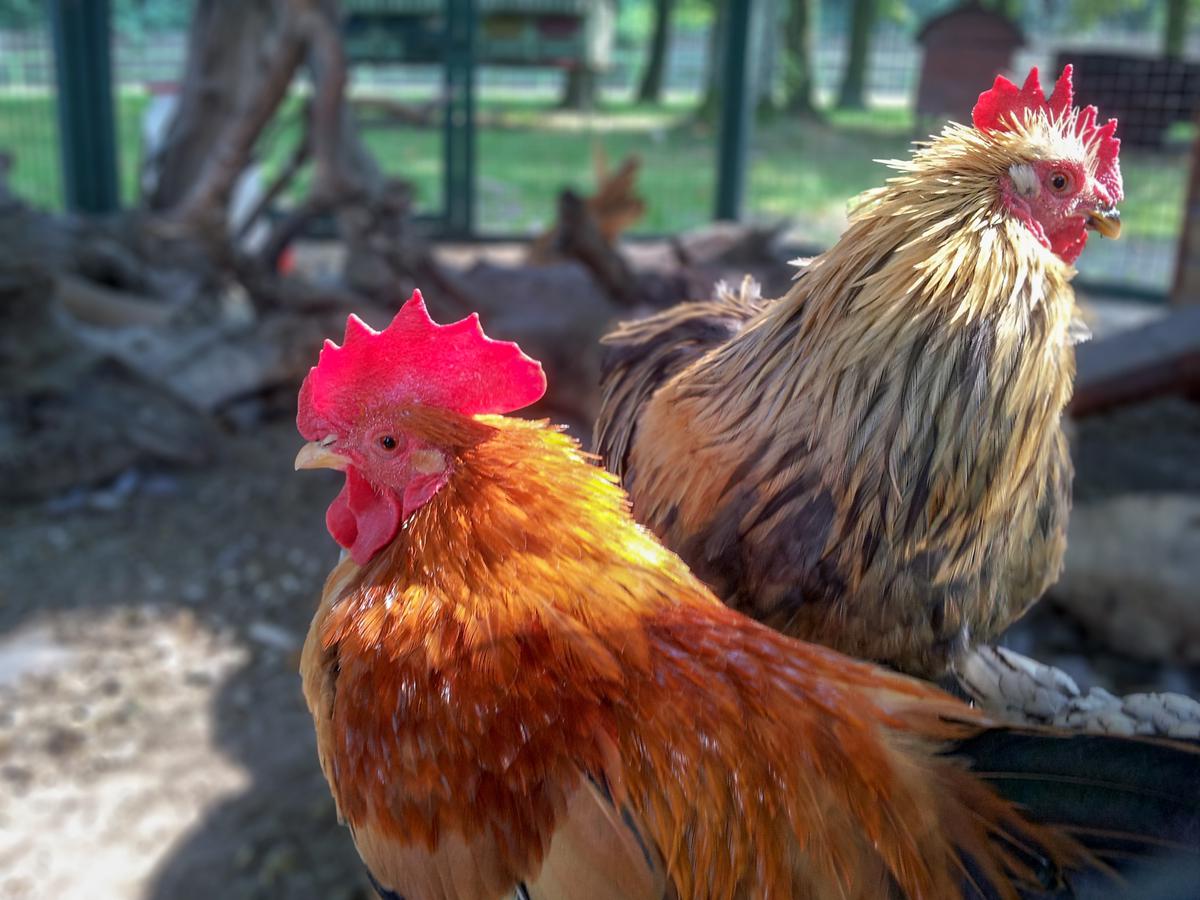 840+ Gambar Binatang Ayam Jantan Terbaru