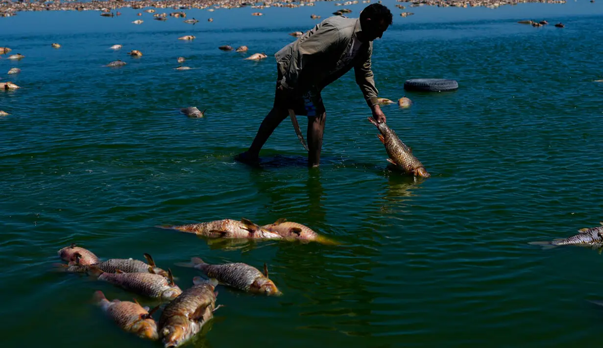 Seorang pria mencari ikan yang masih hidup saat ikan mati menumpuk di tepi Sungai Salado, Provinsi Buenos Aires, Argentina, 22 Januari 2023. (AP Photo/Natacha Pisarenko)