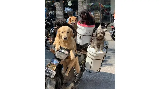 Pria Ini Selalu Bawa Banyak Anjing Saat Bekerja, Ini 6 Potretnya