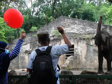 Pengunjung memberi makan gajah di  Taman Margasatwa Ragunan (TMR), Jakarta, Sabtu (23/10/2021). Mulai hari ini TMR ragunan dibuka untuk umum dengan menerapkan protokol kesehatan yang ketat. (merdeka.com/Arie Basuki)