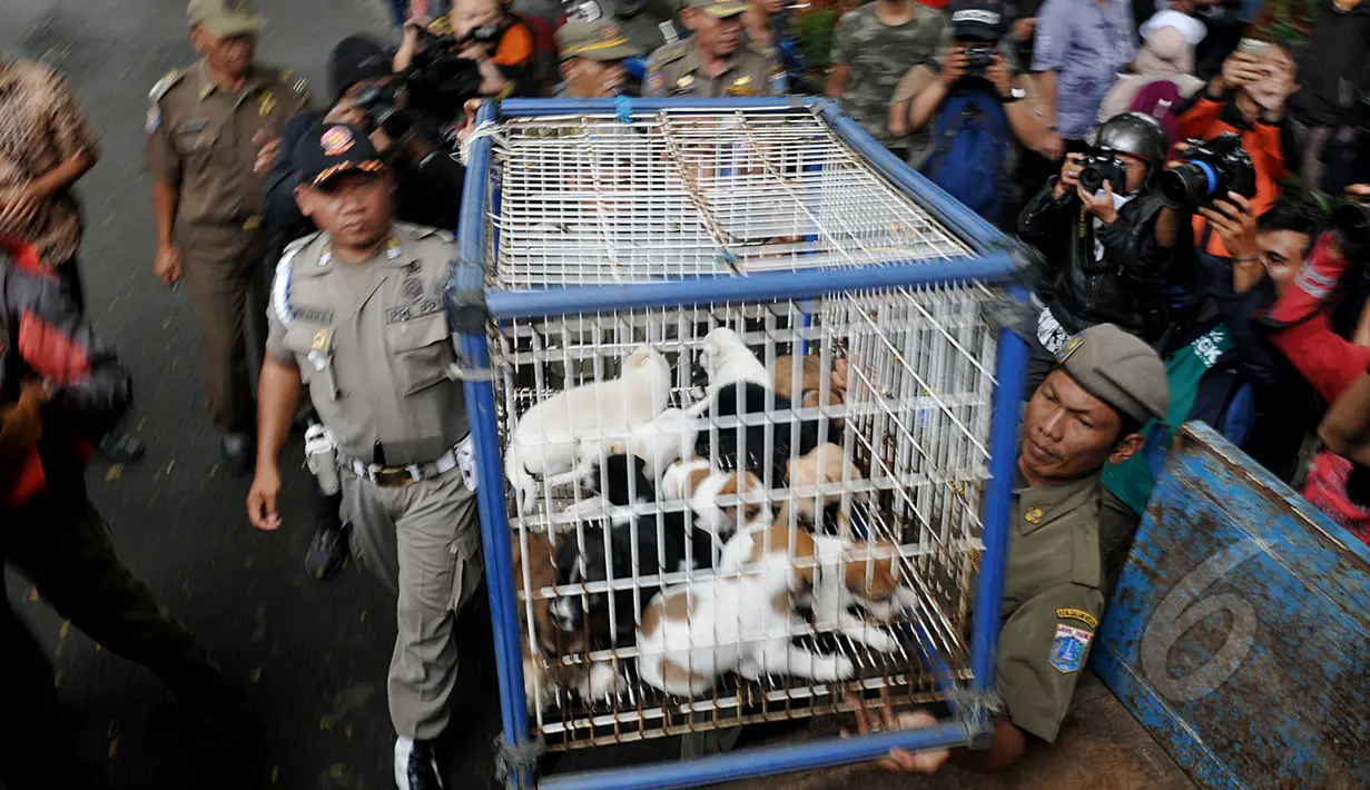 Petugas Satpol PP membawa anjing yang disita ketika razia perdagangan anjing di Jalan Latuharhary, Jakarta Pusat, Kamis (9/4/2015). Dalam oprasinya petugas menyita puluhan anjing yang tidak memiliki kelengkapan surat. (Liputan6.com/Johan Tallo)