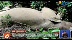 Polisi juga menyita barang bukti gading milik bunta sepanjang 126 cm dan berat 10 kilogram.