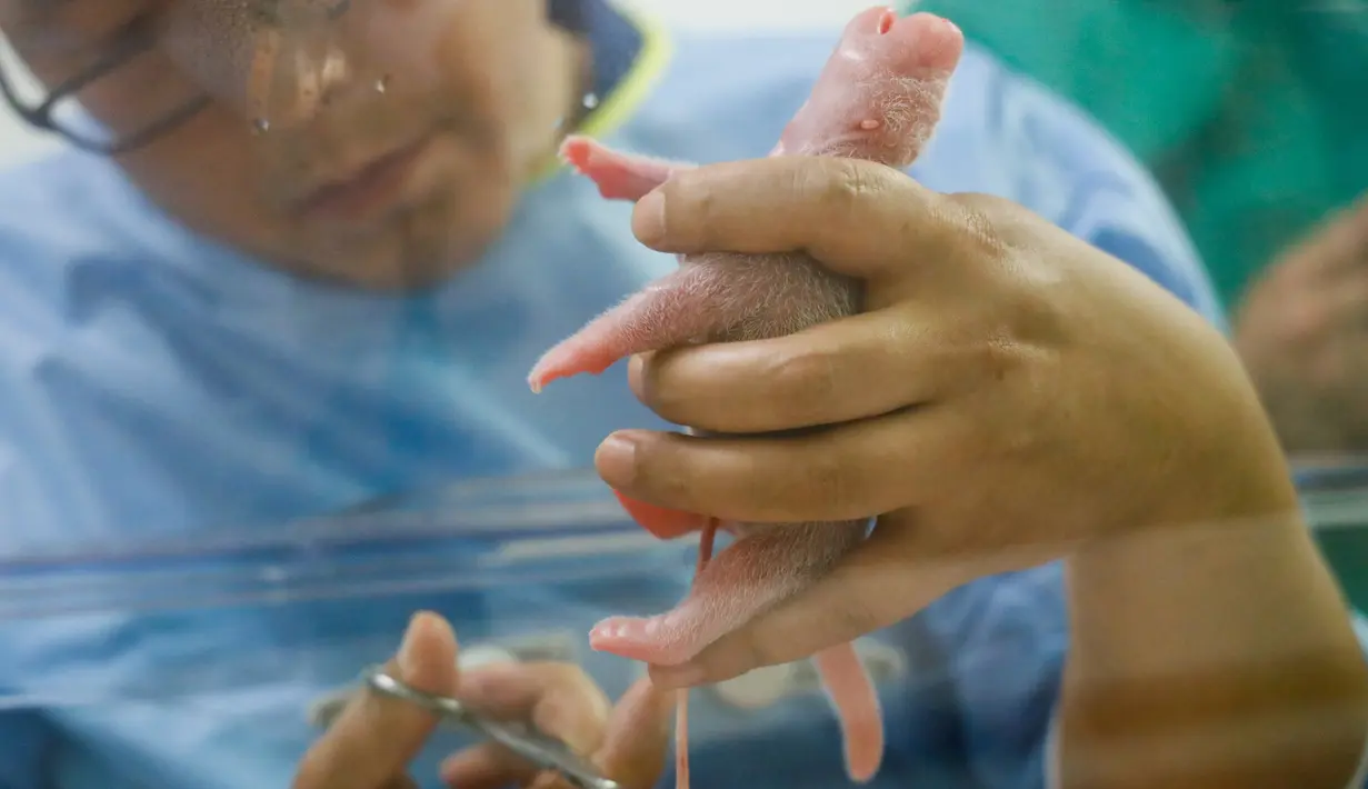 Pengasuh saat menangani salah satu dari dua anak panda tak lama setelah kelahiran mereka di Brugelette (9/8/2019). Dua bayi panda tersebut lahir pada Kamis tanggal (8/8/2019) dan  Taman Pairi Daiza mencatat bahwa nomor delapan dianggap beruntung dalam budaya China. (Photo by Handout/Belga/AFP)