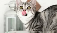 Apakah Kucing Bisa Merasakan Manis? Ini Penjelasannya