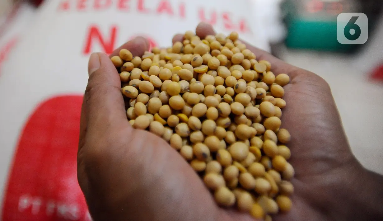 Pekerja menunjukkan kedelai untuk pembuatan tahu di Pabrik Tahu Krukut, Depok, Jawa Barat, Senin (31/10/2022). Kenaikan harga kedelai yang sekarang mencapai Rp 14 ribu/kg menyebabkan produksi tahu menurun dari 2,5 - 3 kwintal kedelai/hari kini hanya 2 kwintal/hari, sementara jumlah tenaga kerja pun harus dikurangi dari enam menjadi hanya lima orang. (merdeka.com/Arie Basuki)