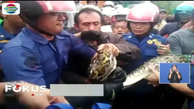 Warga di Makassar geger oleh Ular sanca sepanjang empat meter yang akan masuk ke dalam rumah warga di Makassar.