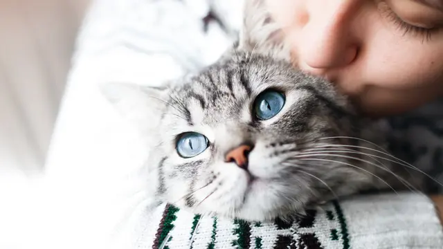 Bisa Hitungan Bulan, Pahami Berapa Lama Kucingmu Beradaptasi pada Rumah Barunya