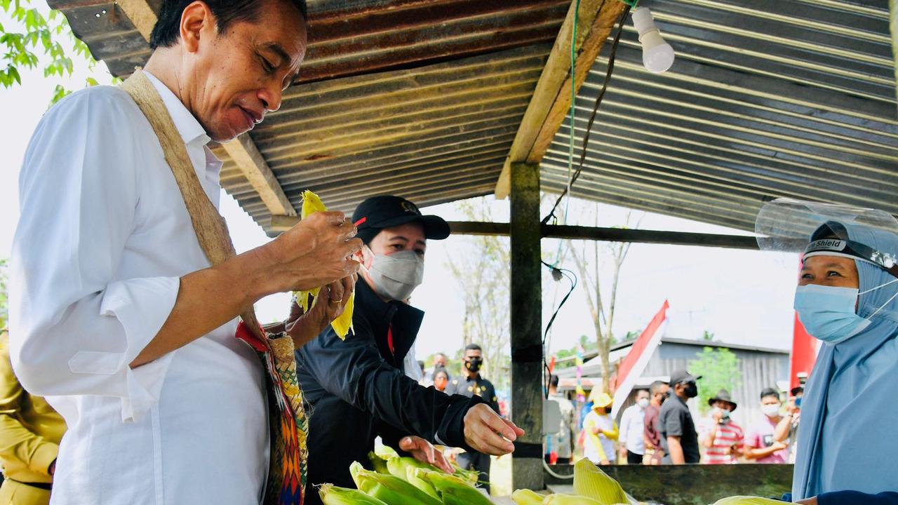 Presiden Jokowi menyempatkan diri mampir untuk membeli jagung rebus di penjual pinggir jalan disela-sela kunjungan kerja di Sorong, Papua Barat.