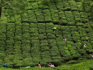 Para pekerja wanita India memetik daun teh di kebun teh di Kaziranga, di negara bagian Assam, India timur laut, (11/10). Assam memproduksi lebih dari 50 persen tanaman teh di India. (AP Photo/Anupam Nath)
