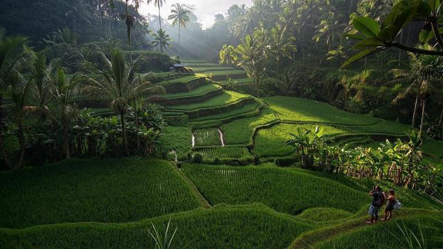 Terasering Ubud