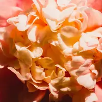 Ilustrasi Camellia. Sumber foto: unsplash.com/Sonny Sixteen.