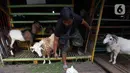 Pedagang merawat kambing di kios hewan ternak kawasan Buaran, Jakarta Timur, Jumat, (10/6/2022). Mewabahnya Penyakit Mulut dan Kuku (PMK) hewan membuat para pedagang terpaksa menjual kambing dengan harga tinggi. (Liputan6.com/Johan Tallo)