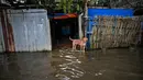 Seekor anjing berdiri di depan sebuah rumah yang dikelilingi air banjir di pinggiran Yangon (17/8/2022). Banjir juga terjadi di sepanjang jalan raya Yangon-Mawlamyine. Tim penyelamat membantu mobil dan sepeda motor lewat dengan aman di sepanjang jalan raya Mudon-Thanphyuzayat antara Naepado-Kwanhla. (AFP/Stringer)