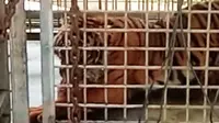 Harimau sumatra yang pernah dievakuasi BBKSDA Riau karena konflik dengan manusia. (Liputan6.com/Dok BBKSDA Riau)