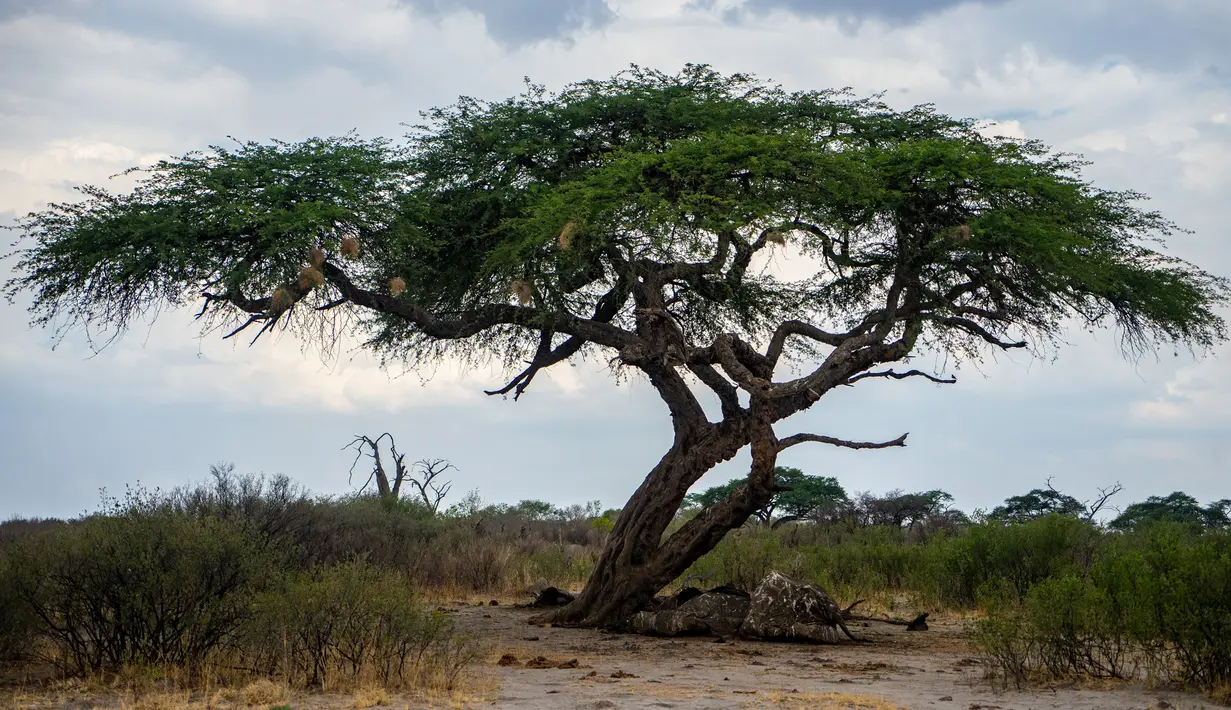 Bangkai gajah yang mati karena kekeringan tergeletak di bawah pohon, Taman Nasional Hwange, Zimbabwe, Selasa (12/11/2019). Lebih dari 200 gajah di Taman Nasional Hwange mati akibat kekeringan. (ZINYANGE AUNTONY/AFP)