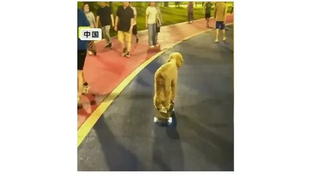 Viral, Video Anjing Kendarai Sepeda untuk Jalan-Jalan Ini Bikin Gemas