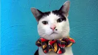 Ini Kalung Gaptek Buat Kucing Agar Tak jadi `Pembunuh`