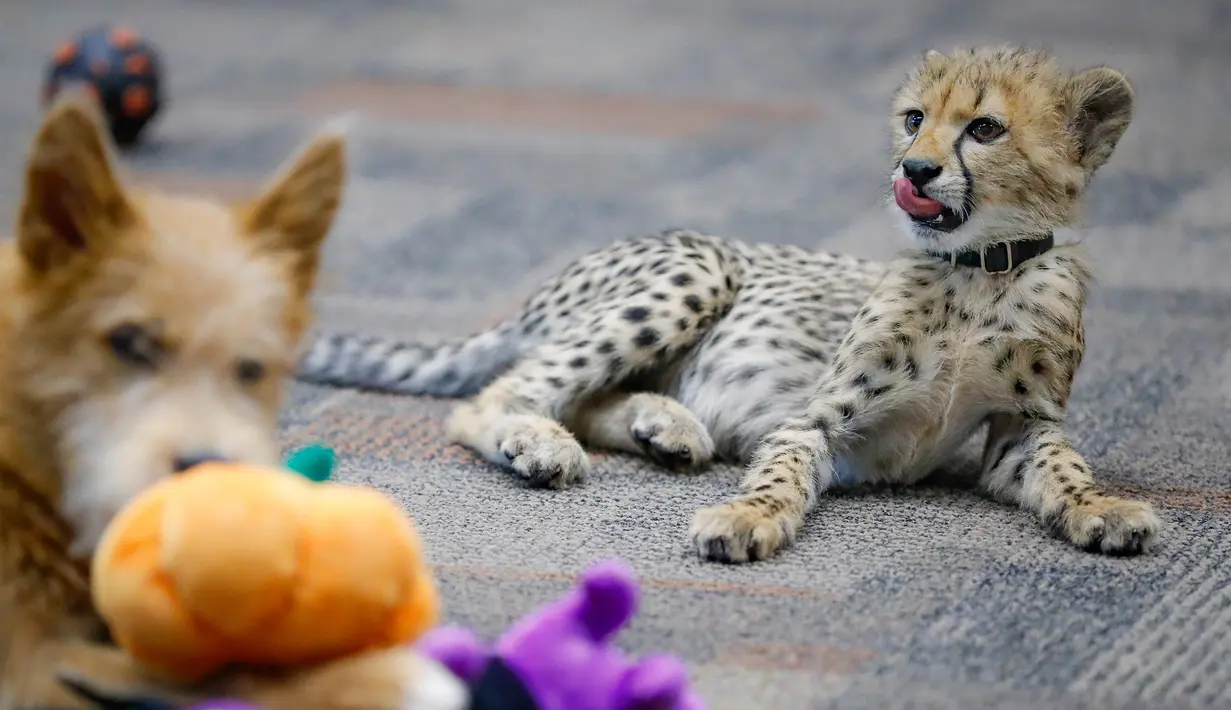 Bayi cheetah bernama Kris dan anak anjing bernama Remus terlihat akrab di Kebun Binatang Cincinnati, Ohio, Amerika Serikat, Rabu (9/10/2019). Remus membantu Kris mempraktikkan perilaku alami. (AP Photo/John Minchillo)