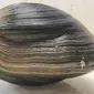 Aber-Clam Lincoln, Kerang Raksasa yang Ditemukan di Pantai Florida (Sumber: Gulf Specimen Marine Lab/Facebook)