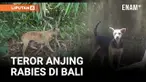 Sebanyak 12 warga Banjar Sulahan, Desa Sulahan, Kecamatan Susut, Kabupaten Bangli, Bali, menjadi korban gigitan anjing liar.