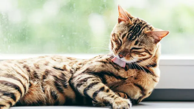 Lidah Kucing