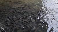 Ikan Banyak di Limapuluh Kota Sumatera Barat. (Liputan6.com/ Lisa Septri Melina)