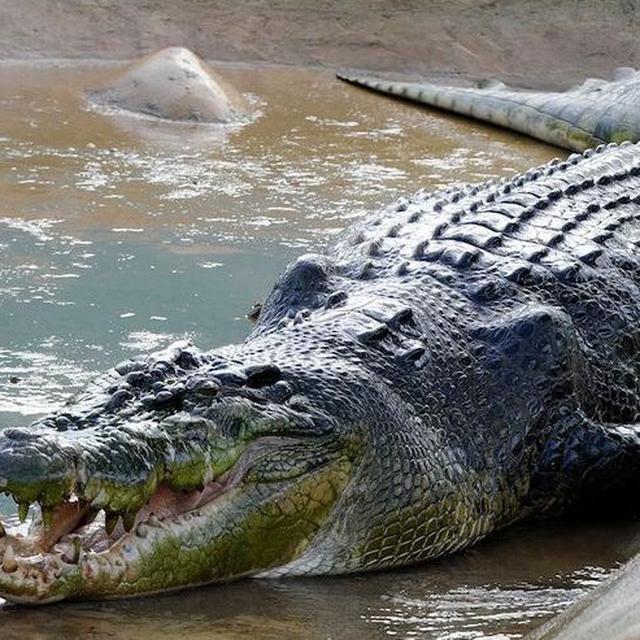 Balas Dendam Pria Tua Bunuh Buaya 6 Meter Pemangsa Istrinya