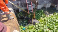 Dikira Ada Copet, Ternyata Sapi Kurban Tercebur Bozem di Tambak Asri Surabaya
