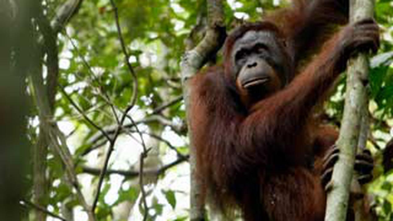 Enam Orangutan Belajar Hidup di Alam Bebas