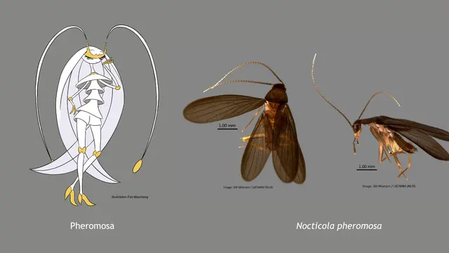 Pheromosa